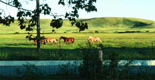 Pastured horses and Montana benchland